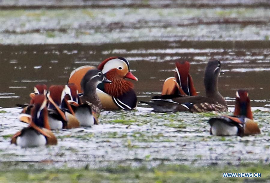 Wild mandarin ducks are seen on the Xin\'an River in Huangshan City, east China\'s Anhui Province, Nov. 16, 2018. The Xin\'an River in recent years has seen an increasing number of wild mandarin ducks overwintering in it. (Xinhua/Shi Guangde)