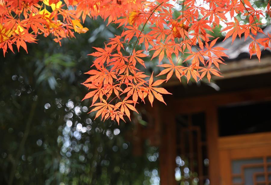 Photo taken on Nov. 22, 2018 shows the maple leaves at Huanglongdong scenic spot in Zhangjiajie, central China\'s Hunan Province. (Xinhua/Wu Yongbing)