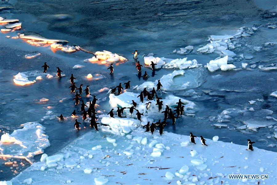 Photo taken on Nov. 30, 2018 shows penguins at the Prydz Bay in Antarctica. Xuelong, carrying a research team on the country\'s 35th Antarctic expedition, set sail from Shanghai on Nov. 2 and passed Prydz Bay, the last sea area before arriving at China\'s Zhongshan Station in Antarctica. (Xinhua/Liu Shiping)