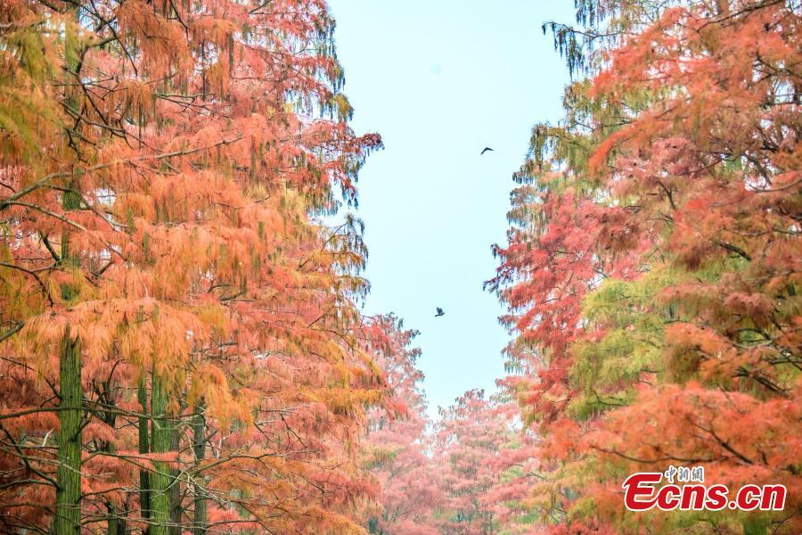 The photo taken on December 1, 2018 shows tens of thousands of Chinese sequoias, growing in one-meter-deep water at Zhangdu Lake Wetland in Wuhan City, central China\'s Hubei Province. (Photo/China News Service)