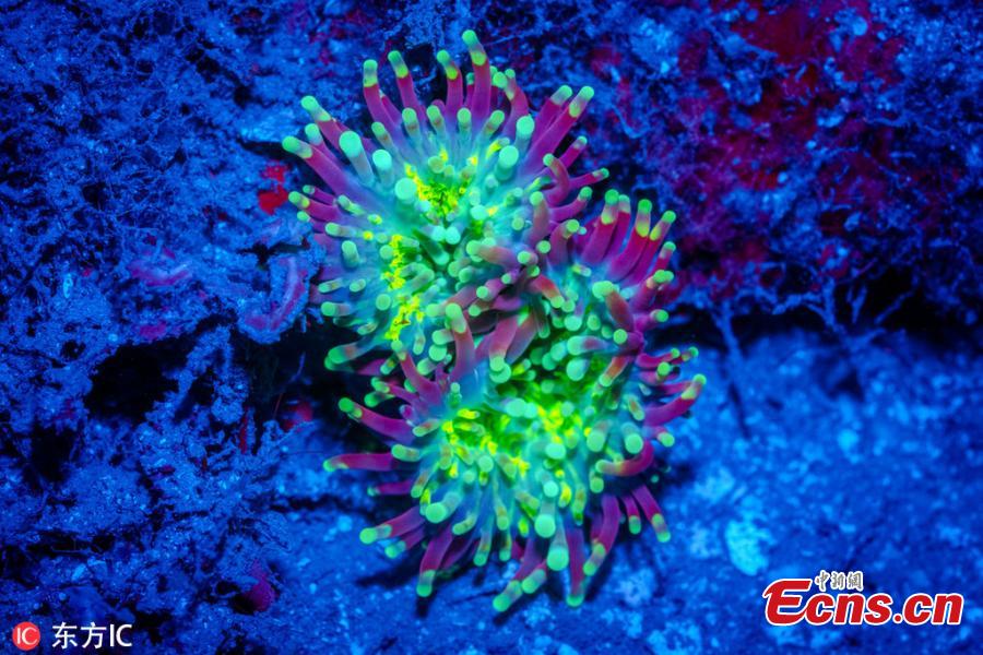 Photographer Simon Pierce, 39, took the images over several months after visiting both Nosy Sakatia in Madagascar and Mafia Island in Tanzania recently.He was thrilled to spot the biofluorescence creatures- which produce their own light-he managed to capture, including fireflies and glow worms. (Photo/IC)