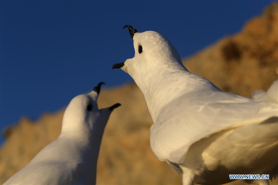 Snow petrels are seen near the Zhongshan station in Antarctica, Dec. 9, 2018. China\'s research icebreaker Xuelong, also known as the Snow Dragon, is now 44 kilometers away from the Zhongshan station. Unloading operations have been carried out after the transportation routes were determined. (Xinhua/Liu Shiping)