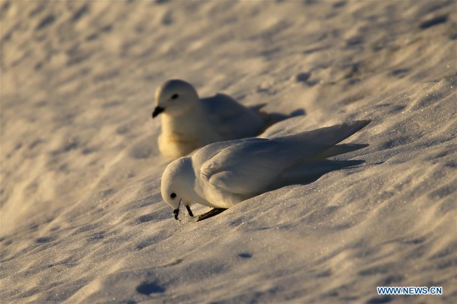 Snow petrels are seen near the Zhongshan station in Antarctica, Dec. 10, 2018. China\'s research icebreaker Xuelong, also known as the Snow Dragon, is now 44 kilometers away from the Zhongshan station. Unloading operations have been carried out after the transportation routes were determined. (Xinhua/Liu Shiping)