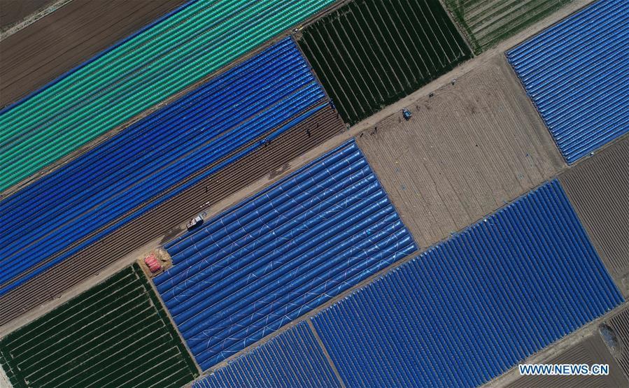 Aerial photo taken on April 20, 2018 shows the farmland of gingers covered with plastic mulch at Xinjuntun Village of Tangshan City, north China\'s Hebei Province. Colors make our world bright and beautiful. In 2018, Xinhua photographers across China explored views from the sky with drones. Here are these drone photos with amazing colors. (Xinhua/Yang Shiyao)