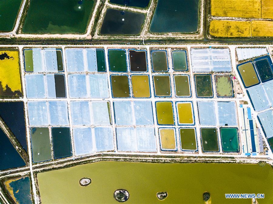 Aerial photo taken on Sept. 11, 2018 shows a prawn cultivation base in Helan County, northwest China\'s Ningxia Hui Autonomous Region. Colors make our world bright and beautiful. In 2018, Xinhua photographers across China explored views from the sky with drones. Here are these drone photos with amazing colors. (Xinhua/Wang Jianhua)