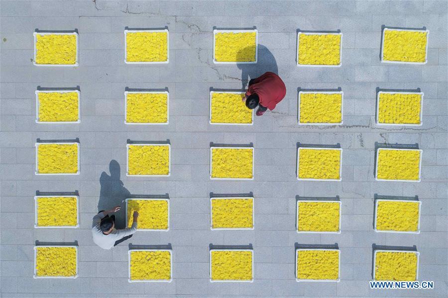 Farmers air chrysanthemum flowers in Weicheng Town of Weixian County, north China\'s Hebei Province, Nov. 7, 2018. Colors make our world bright and beautiful. In 2018, Xinhua photographers across China explored views from the sky with drones. Here are these drone photos with amazing colors. (Xinhua/Zhu Xudong)