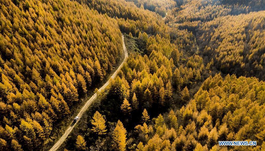 Aerial photo taken on Oct. 8, 2018 shows the autumn scenery of the Haodifang forest farm in Qinyuan County, north China\'s Shanxi Province. Colors make our world bright and beautiful. In 2018, Xinhua photographers across China explored views from the sky with drones. Here are these drone photos with amazing colors. (Xinhua/Tao Ming)