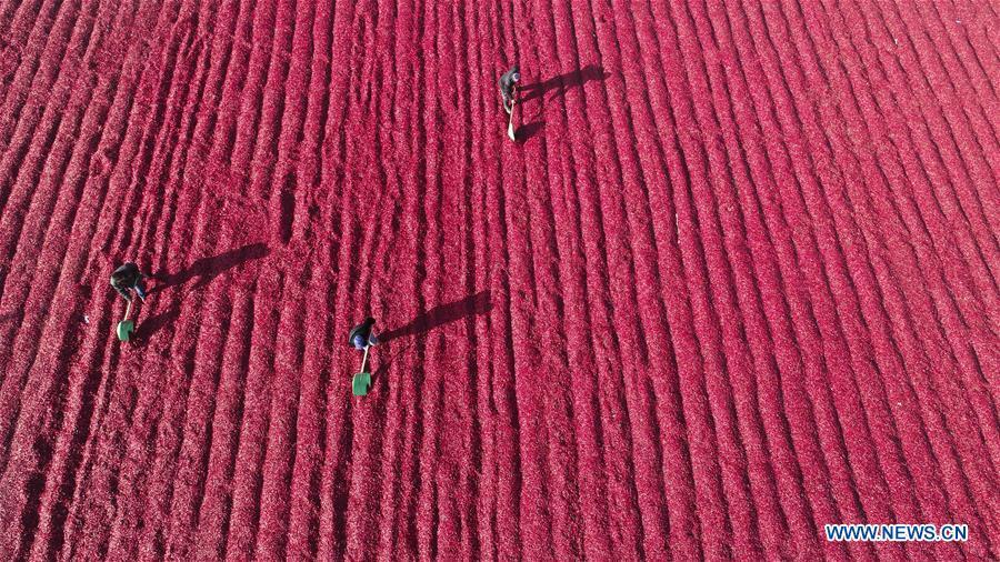 Aerial photo taken on Dec. 4, 2018 shows farmers drying chilli peppers at Huanglin Village of Liangjiadian Township in Yutian County of Tangshan City, north China\'s Hebei Province. Colors make our world bright and beautiful. In 2018, Xinhua photographers across China explored views from the sky with drones. Here are these drone photos with amazing colors. (Xinhua/Liu Mancang)