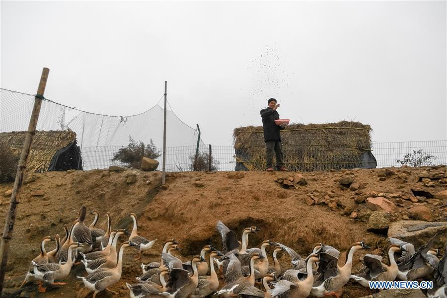 Wang Sanyi feeds injured gray geese in Anqing, east China\'s Anhui Province, Dec. 22, 2018. Wang Sanyi, 69, founded the Caizi Lake wetland ecological protection association with more than 300 members in 2010. Some villagers who used to be hunters now join the association, becoming volunteers to protect migrant birds. With the help of the association, the ecological environment of Caizi Lake wetland has been improved in recent years. Thanks to the efforts of protection, more and more migrant birds are seen here overwintering. \