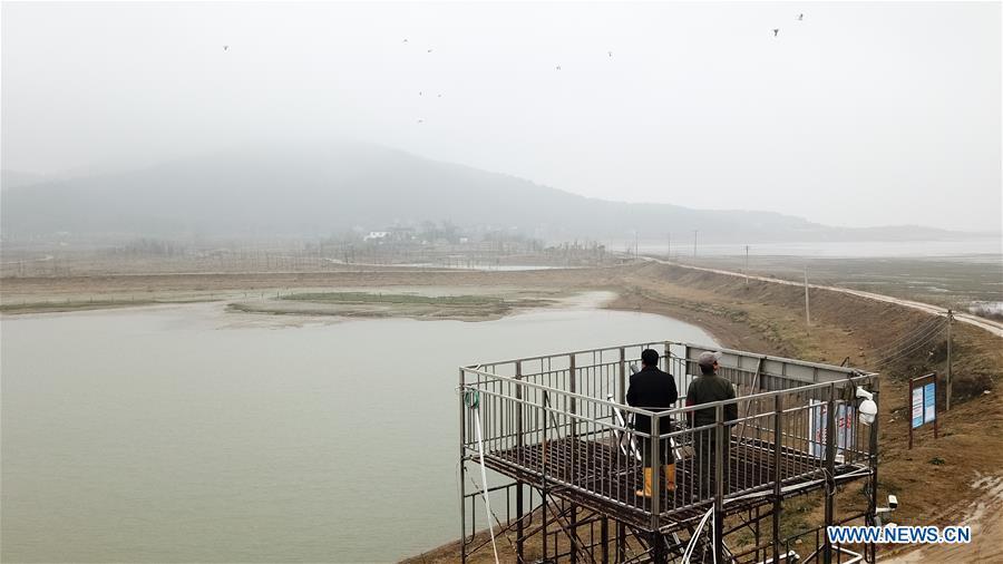 Aerial photo taken on Dec. 22, 2018 shows Wang Sanyi (L) observing migrant birds in Caizi Lake wetland, Anqing, in east China\'s Anhui Province. Wang Sanyi, 69, founded the Caizi Lake wetland ecological protection association with more than 300 members in 2010. Some villagers who used to be hunters now join the association, becoming volunteers to protect migrant birds. With the help of the association, the ecological environment of Caizi Lake wetland has been improved in recent years. Thanks to the efforts of protection, more and more migrant birds are seen here overwintering. \