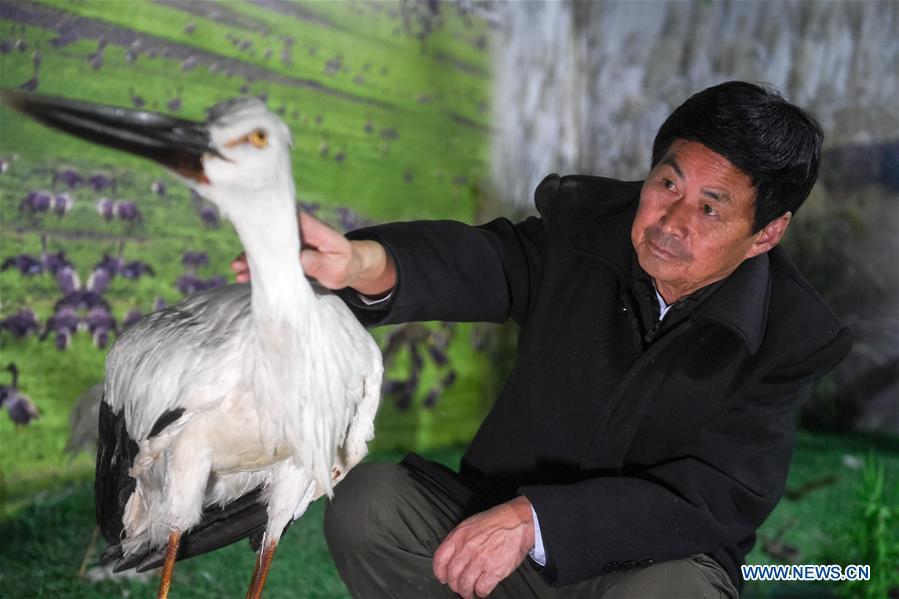 Wang Sanyi is seen at an educational center near Caizi Lake wetland, Anqing, in east China\'s Anhui Province, Dec. 22, 2018. Wang Sanyi funded the educational center with his own money. Wang Sanyi, 69, founded the Caizi Lake wetland ecological protection association with more than 300 members in 2010. Some villagers who used to be hunters now join the association, becoming volunteers to protect migrant birds. With the help of the association, the ecological environment of Caizi Lake wetland has been improved in recent years. Thanks to the efforts of protection, more and more migrant birds are seen here overwintering. \