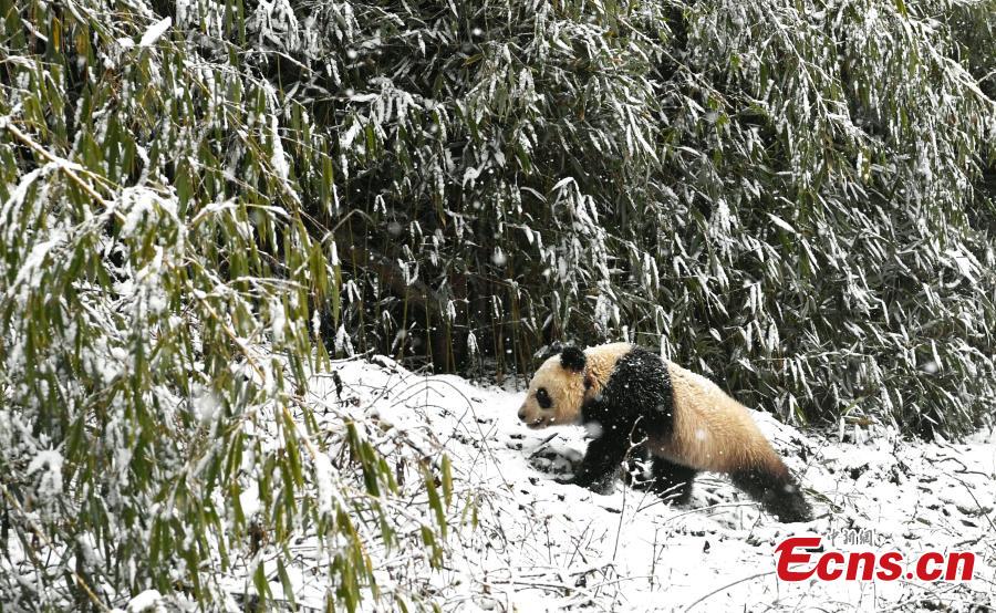 One of two female giant pandas is released on Thursday into a national nature reserve in Dujiangyan, Sichuan Province, by the China Conservation and Research Center for the Giant Panda. (Photo: China News Service/An Yuan)