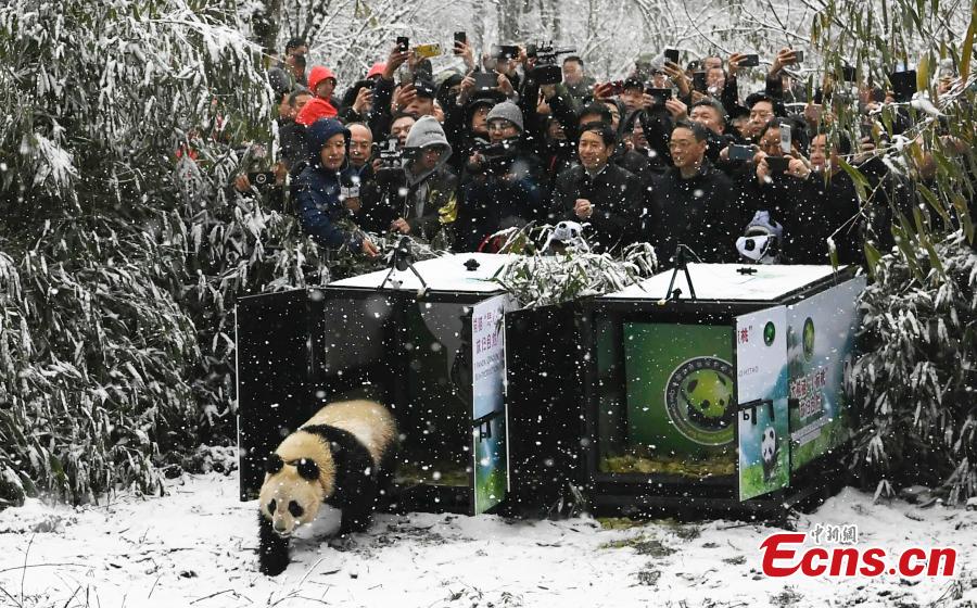 One of two female giant pandas is released on Thursday into a national nature reserve in Dujiangyan, Sichuan Province, by the China Conservation and Research Center for the Giant Panda. (Photo: China News Service/An Yuan)