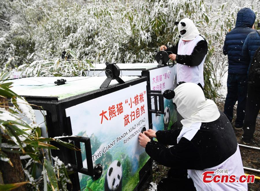 One of two female giant pandas is released on Thursday into a national nature reserve in Dujiangyan, Sichuan Province, by the China Conservation and Research Center for the Giant Panda. (Photo: China News Service/An Yuan)