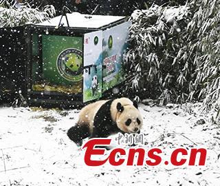 One of two female giant pandas is released on Thursday into a national nature reserve in Dujiangyan, Sichuan Province, by the China Conservation and Research Center for the Giant Panda. (Photo: China News Service/An Yuan)