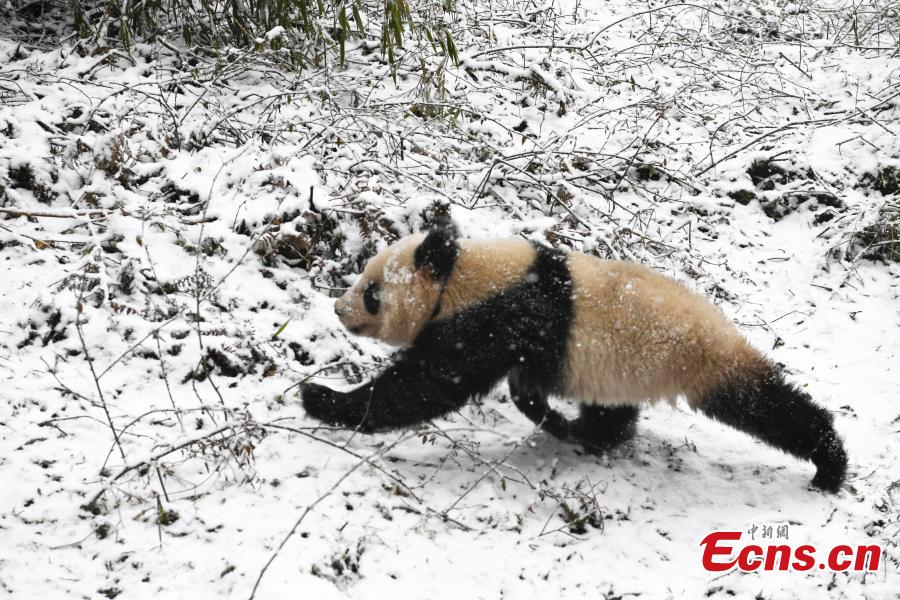 One of two female giant pandas is released on Thursday into a national nature reserve in Dujiangyan, Sichuan Province, by the China Conservation and Research Center for the Giant Panda. (Photo: China News Service/An Yuan)