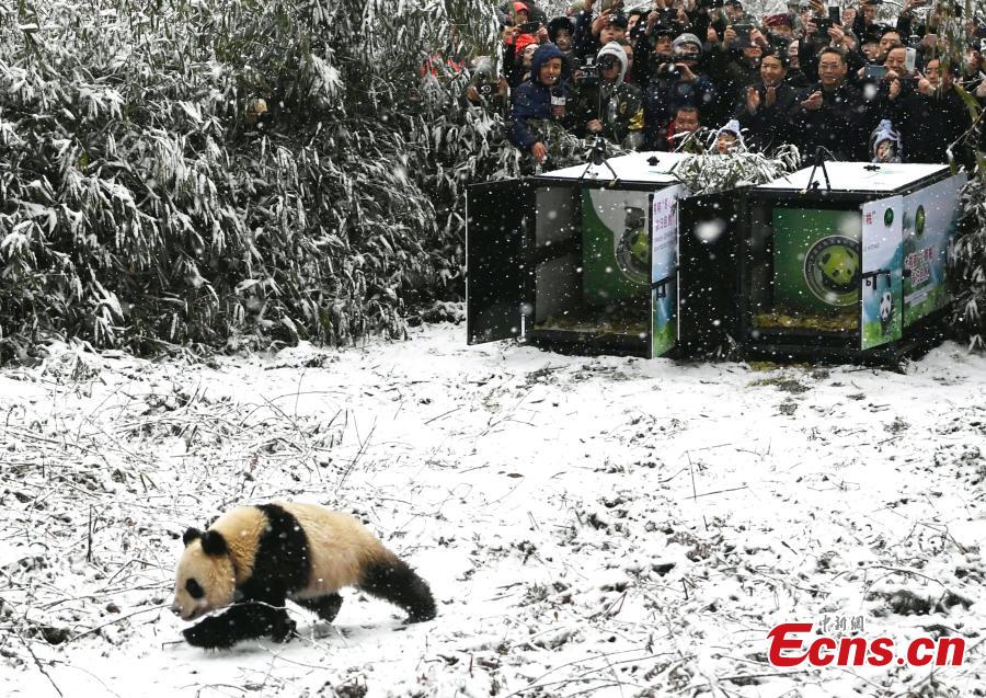 One of two female giant pandas is released on Thursday into a national nature reserve in Dujiangyan, Sichuan Province, by the China Conservation and Research Center for the Giant Panda. (Photo: China News Service/An Yuan)
