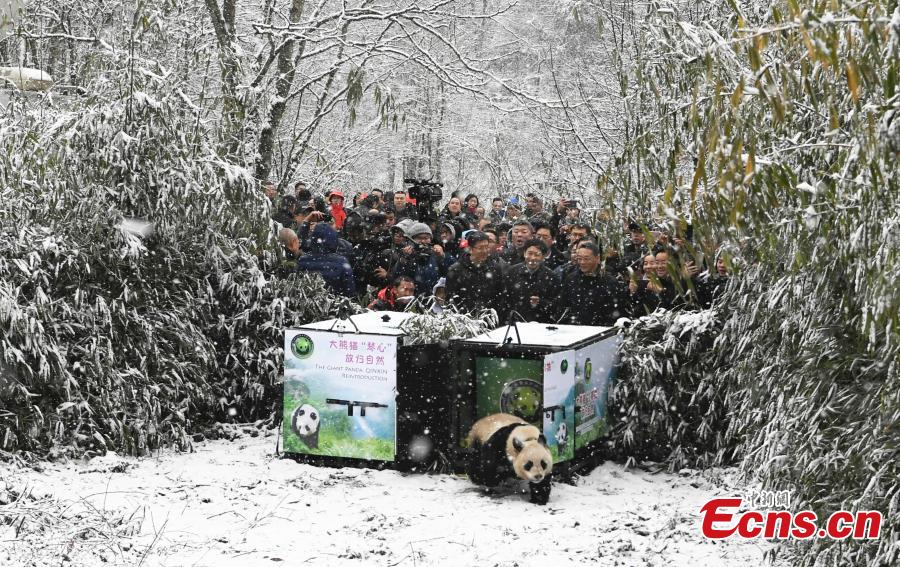 One of two female giant pandas is released on Thursday into a national nature reserve in Dujiangyan, Sichuan Province, by the China Conservation and Research Center for the Giant Panda. (Photo: China News Service/An Yuan)
Two captive female pandas were released into the wild on Thursday in Chengdu, Sichuan Province, as part of China\'s latest efforts to rejuvenate the threatened species.
The move is significant because it helps enlarge the mammal\'s wild population where it remains sparse, experts said.
The pair-Qinxin and Xiaohetao-were released at 10:55 am in the Longxi-Hongkou National Nature Reserve in Dujiangyan, a county-level city in Chengdu that has abundant stands of bamboo to provide food to the pair.
Qinxin was born on June 16, 2016, and Xiaohetao was born on July 30, 2016.