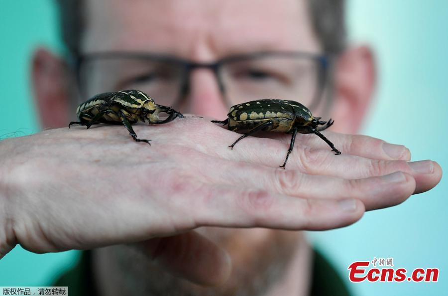 Zookeeper Dave Clarke poses with two Giant Flower Beatles during an event to publicize the annual stocktake at London Zoo in London, Jan. 3, 2019. London Zoo is home to about 19,000 animals and almost 700 species and every year the keepers dust off their clipboards and make sure everyone is present and correct.(Photo/Agencies)
