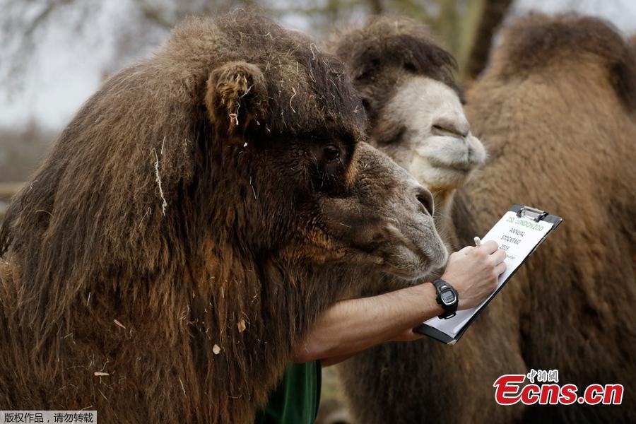 A zookeeper poses for the media with two Bactrian camels during a photocall to publicise the annual stock-take at London Zoo in London, Thursday, Jan. 3, 2019. London Zoo is home to about 19,000 animals and almost 700 species and every year the keepers dust off their clipboards and make sure everyone is present and correct.(Photo/Agencies)