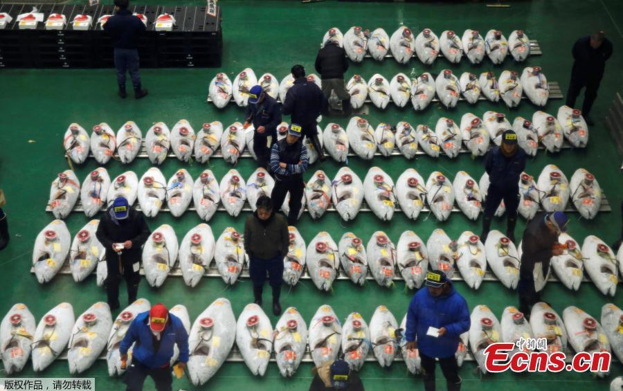 Wholesalers check the quality of frozen tuna displayed during at the Toyosu fish market\'s first tuna auction in this year in Tokyo, Japan, Jan. 5, 2019. (Photo/Agencies)