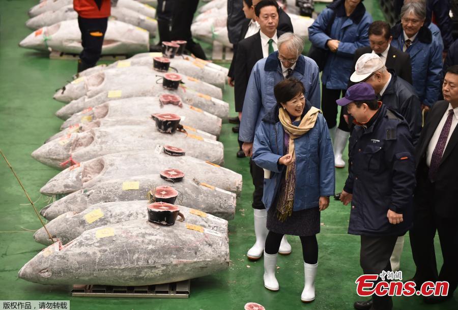Wholesalers check the quality of frozen tuna displayed during at the Toyosu fish market\'s first tuna auction in this year in Tokyo, Japan, Jan. 5, 2019. (Photo/Agencies)