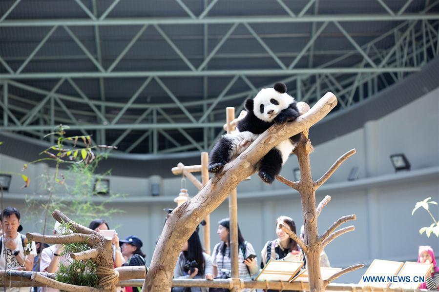 A baby giant panda plays on her one year old birthday at the Malaysian National Zoo near Kuala Lumpur, Malaysia, Jan. 14, 2019. The second giant panda born in Malaysia celebrated her first birthday at the Malaysian national zoo on Monday. The baby giant panda is the second offspring of her parents Xing Xing and Liang Liang who arrived in Malaysia in 2014. (Xinhua/Zhu Wei)