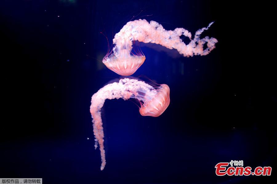 This picture taken on Jan. 16, 2019 shows jellyfish in a tank during the opening of the new jellyfish section of the Aquarium of Paris. The new display of the Aquarium of Paris is now among one of the world\'s first jellyfish collections and aims at raising public awareness on climate change and oceans conservation. (Photo/Agencies)