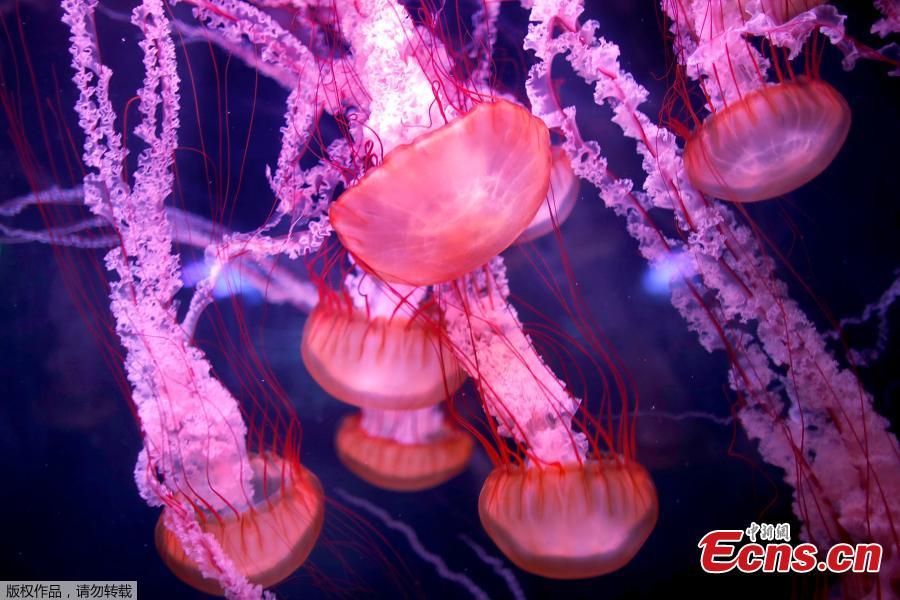 This picture taken on Jan. 16, 2019 shows jellyfish in a tank during the opening of the new jellyfish section of the Aquarium of Paris. The new display of the Aquarium of Paris is now among one of the world\'s first jellyfish collections and aims at raising public awareness on climate change and oceans conservation. (Photo/Agencies)