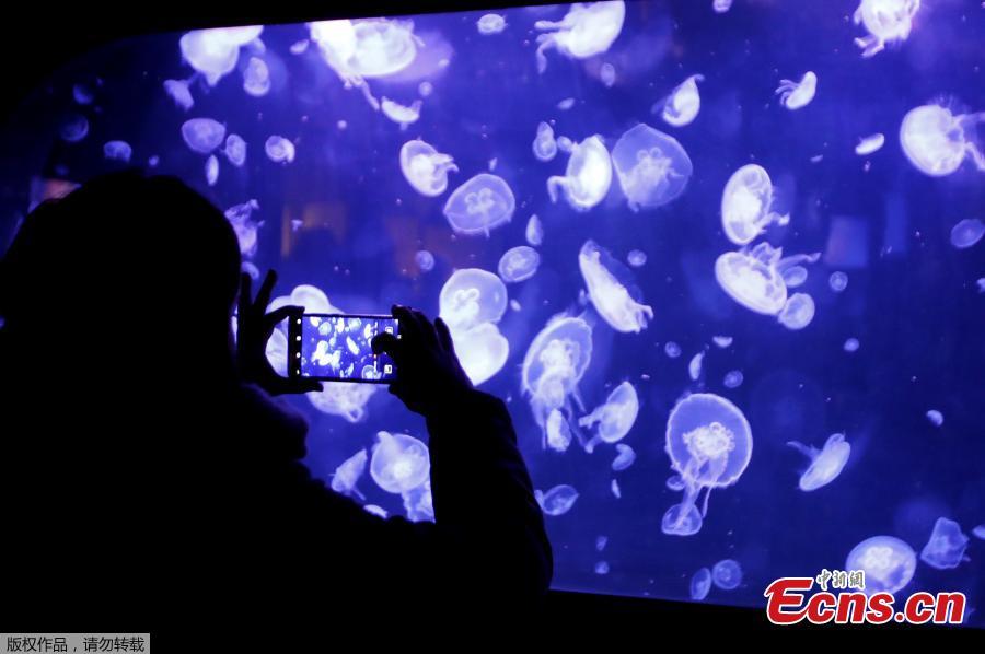 This picture taken on Jan. 16, 2019 shows jellyfish in a tank during the opening of the new jellyfish section of the Aquarium of Paris. The new display of the Aquarium of Paris is now among one of the world\'s first jellyfish collections and aims at raising public awareness on climate change and oceans conservation. (Photo/Agencies)