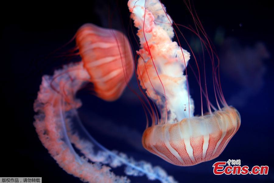 This picture taken on Jan. 16, 2019 shows jellyfish in a tank during the opening of the new jellyfish section of the Aquarium of Paris. The new display of the Aquarium of Paris is now among one of the world\'s first jellyfish collections and aims at raising public awareness on climate change and oceans conservation. (Photo/Agencies)