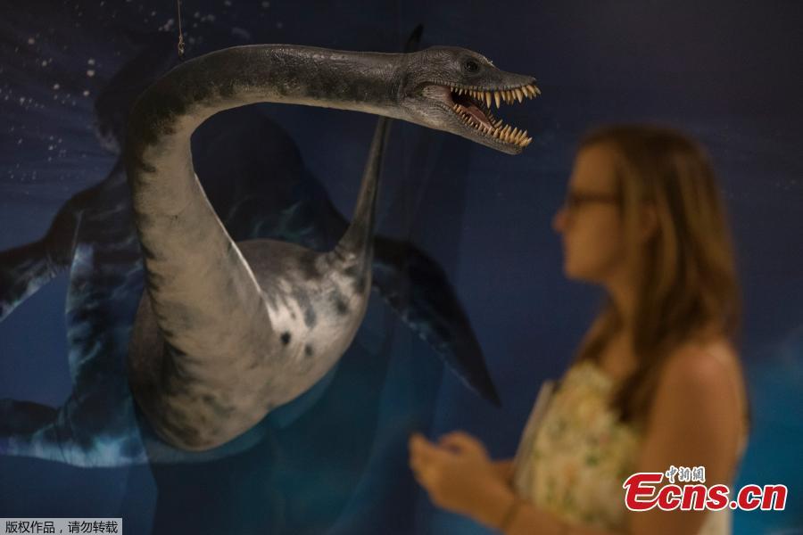 A sculpture of the marine reptile Plesiosaur is displayed at an exhibit about the studies of researchers from the National Museum made in Antarctica, during a media presentation of the exhibit in Rio de Janeiro, Brazil, Jan. 16, 2019. The National Museum will inaugurate on Jan. 17 their first exhibition after the fire, held at the building that houses the Cultural Center and Museum of Brazil’s Mint. (Photo/Agencies)