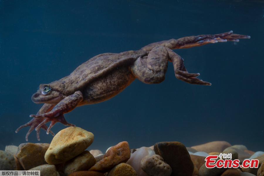 Juliet, a Sehuencas water frog rediscovered in the wild in Bolivia, seen here during her quarantine as she acclimates to her new environment at the Natural History Museum \