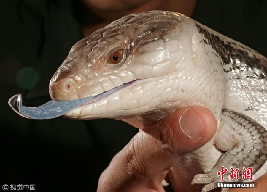 European researchers have animated a prehistoric four-legged creature that lived before the dinosaurs by studying its gait and making a robotic model that can walk the earth just like its prototype 280 million years ago. The robot lizard was created using \