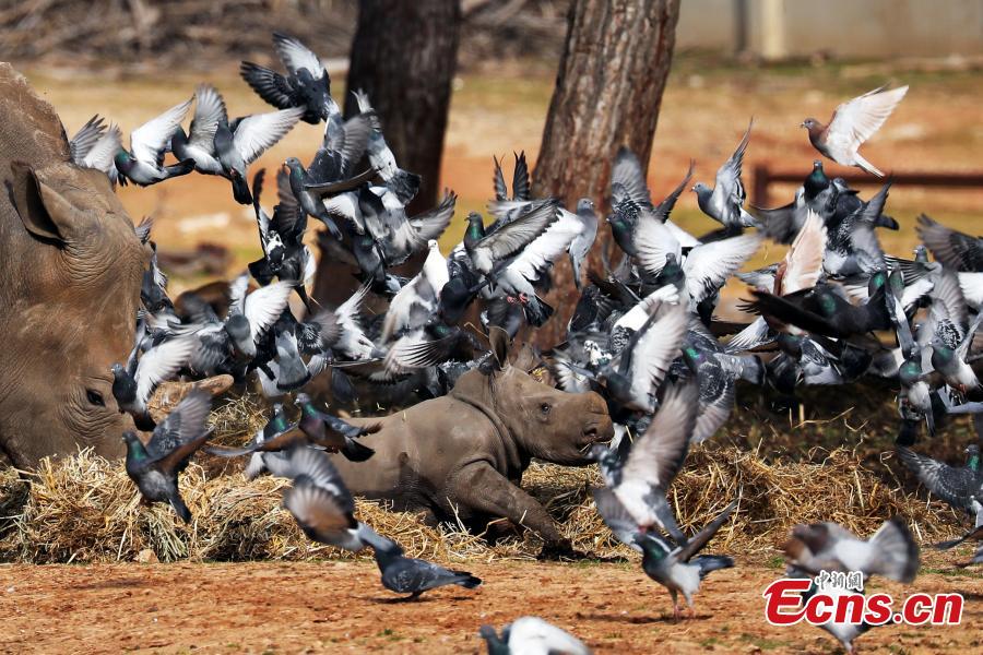 Pigeons fly nearby as a white rhinoceros, named Karen Peles, stands next to her second calf, a 3-week old female, at the Safari Zoo, in Ramat Gan, Israel, Jan.21, 2019. (Photo/Agencies)