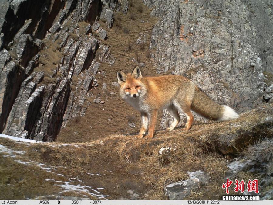 Photos taken by infrared camera and released by the Shanshui Conservation Center in Beijing, on Jan. 21, 2019, show a red fox in the Three-River Source National Nature Reserve (Sanjiangyuan) in Qinghai Province. Researchers have found a great number of rare wild animals in the reserve. (Photo provided to China News Service)