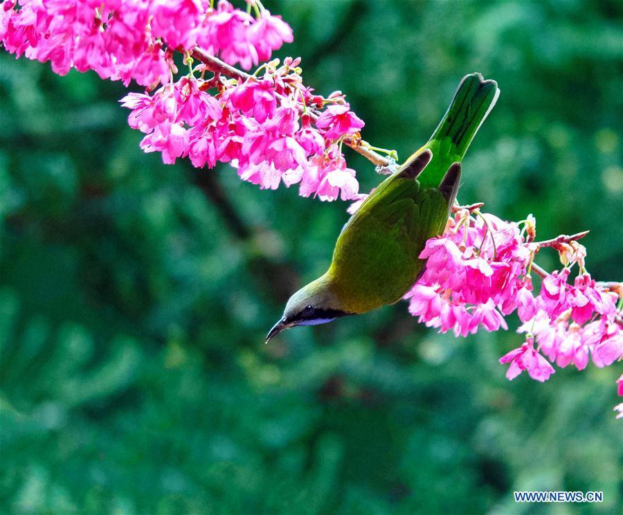 A leafbird gathers honey from cherry flowers at the Fuzhou National Forest Park in Fuzhou, capital of southeast China\'s Fujian Province, Jan. 20, 2019. (Xinhua/Mei Yongcun)