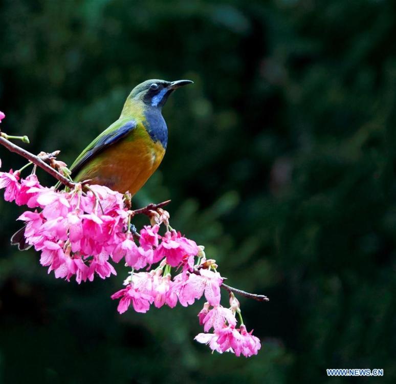 A leafbird gathers honey from cherry flowers at the Fuzhou National Forest Park in Fuzhou, capital of southeast China\'s Fujian Province, Jan. 20, 2019. (Xinhua/Mei Yongcun)