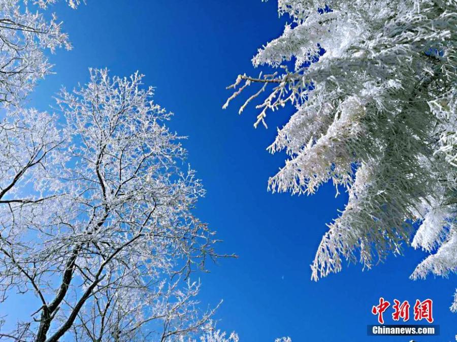 A view of a snow-covered Changlinggang forest in Jianshi County, Central China’s Hubei Province, Jan. 21, 2019. Plantation of the forest at an altitude over 1,500 meters started in 1957. Today it is a major Japanese larch production base in China and a tourist attraction in all seasons. (Photo: China News Service/Zhang Shiping)