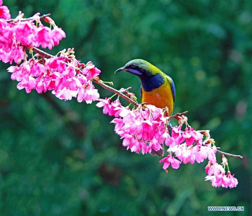 A leafbird gathers honey from cherry flowers at the Fuzhou National Forest Park in Fuzhou, capital of southeast China\'s Fujian Province, Jan. 20, 2019. (Xinhua/Mei Yongcun)