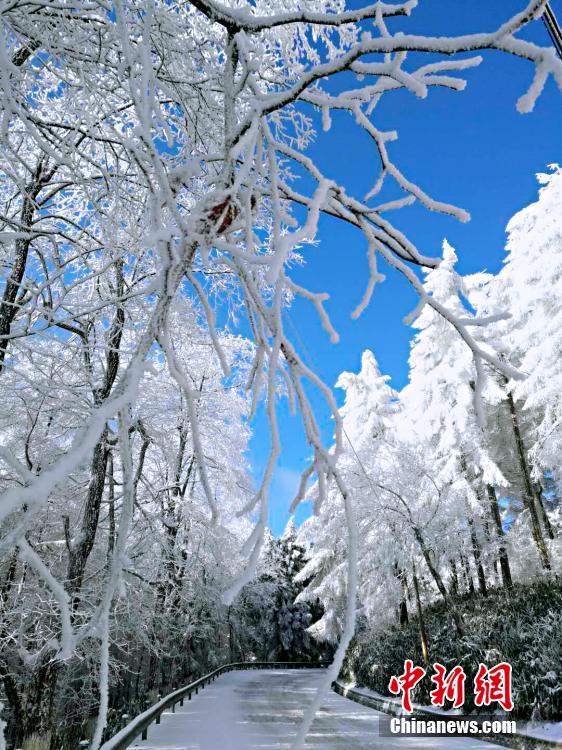 A view of a snow-covered Changlinggang forest in Jianshi County, Central China’s Hubei Province, Jan. 21, 2019. Plantation of the forest at an altitude over 1,500 meters started in 1957. Today it is a major Japanese larch production base in China and a tourist attraction in all seasons. (Photo: China News Service/Zhang Shiping)