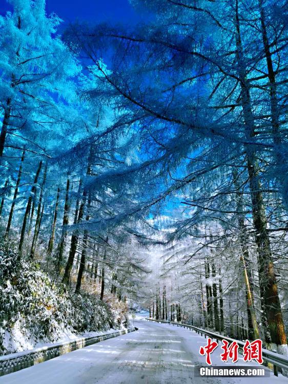 A view of a snow-covered Changlinggang forest in Jianshi County, Central China’s Hubei Province, Jan. 21, 2019. Plantation of the forest at an altitude over 1,500 meters started in 1957. Today it is a major Japanese larch production base in China and a tourist attraction in all seasons. (Photo: China News Service/Zhang Shiping)
