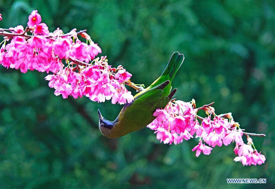A leafbird gathers honey from cherry flowers at the Fuzhou National Forest Park in Fuzhou, capital of southeast China\'s Fujian Province, Jan. 20, 2019. (Xinhua/Mei Yongcun)