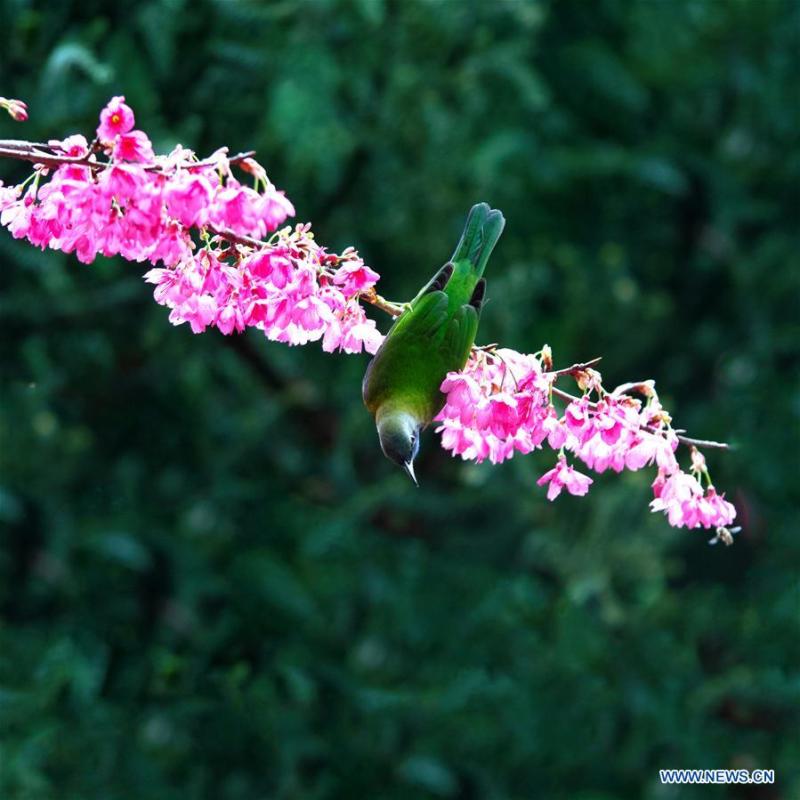 A leafbird gathers honey from cherry flowers at the Fuzhou National Forest Park in Fuzhou, capital of southeast China\'s Fujian Province, Jan. 20, 2019. (Xinhua/Mei Yongcun)