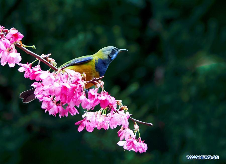 A leafbird gathers honey from cherry flowers at the Fuzhou National Forest Park in Fuzhou, capital of southeast China\'s Fujian Province, Jan. 20, 2019. (Xinhua/Mei Yongcun)