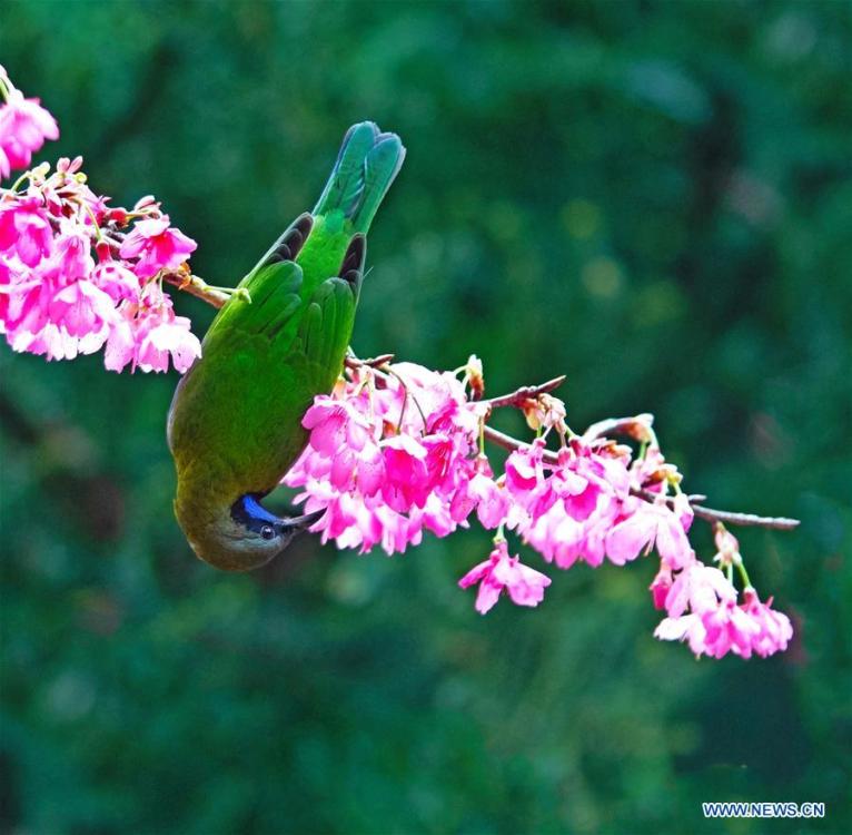 A leafbird gathers honey from cherry flowers at the Fuzhou National Forest Park in Fuzhou, capital of southeast China\'s Fujian Province, Jan. 20, 2019. (Xinhua/Mei Yongcun)