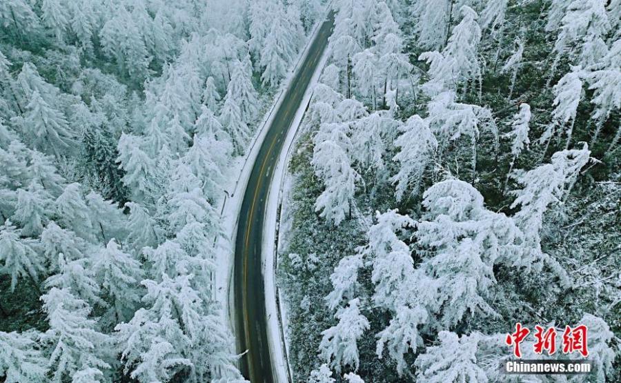 A view of a snow-covered Changlinggang forest in Jianshi County, Central China’s Hubei Province, Jan. 21, 2019. Plantation of the forest at an altitude over 1,500 meters started in 1957. Today it is a major Japanese larch production base in China and a tourist attraction in all seasons. (Photo: China News Service/Zhang Shiping)