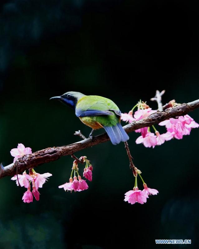 A leafbird gathers honey from cherry flowers at the Fuzhou National Forest Park in Fuzhou, capital of southeast China\'s Fujian Province, Jan. 20, 2019. (Xinhua/Mei Yongcun)