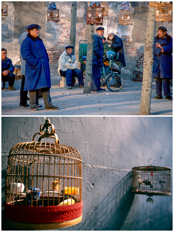 Song bird cages 1995 and 2000 (Photo/chinadaily.com.cn)