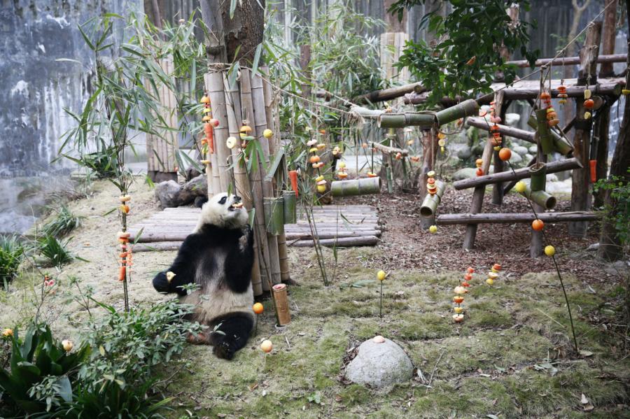 Miao Miao the giant panda enjoys its fruit feast at the Chengdu Research Base of Giant Panda Breeding in Southwest China\'s Sichuan Province on Jan. 23, 2019. (Photo by Zhu Xingxin/Asianewsphoto)
The Chengdu Research Base of Giant Panda Breeding in Southwest China\'s Sichuan province held a special fruit feast on Wednesday for Miao Miao, a giant panda born in 2012, as a way to welcome the upcoming Lunar New Year. The feast included a combination of honey, apples and other common ingredients that pandas usually like to eat. Lemons, carrots and oranges also were added.